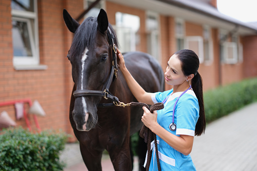 Female doctor in uniform with horse in stable.Veterinary services and medical examination of horses