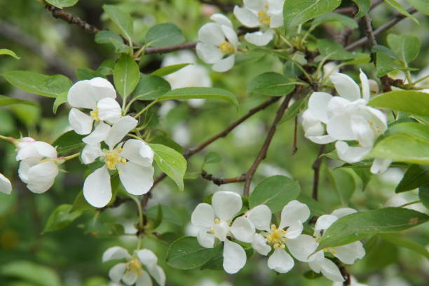 istock Small white flowers with a yellow core on a green background. 1411216067