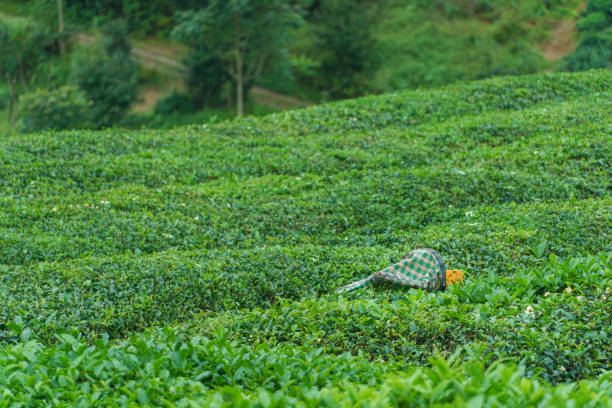 Tea plantation waiting to be harvested, Rize province, Turkey stock photo
