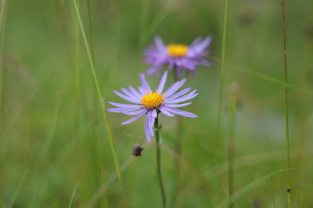 macro view of various light-purple flowers grown between the grass in summer