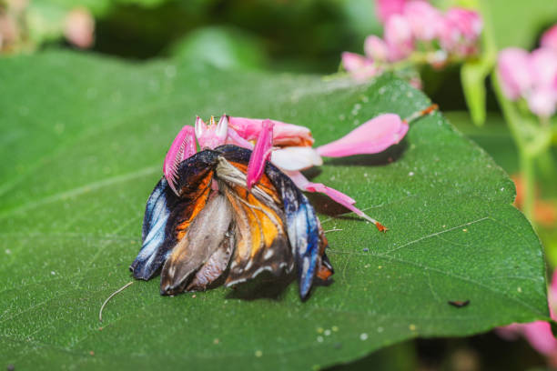 Orchid mantis eating butterfly, Pink orchid mantis, Hymenopus coronatus, Walking flower mantis Orchid mantis eating butterfly, Pink orchid mantis, Hymenopus coronatus, Walking flower mantis or Flower mantises orchid mantis stock pictures, royalty-free photos & images
