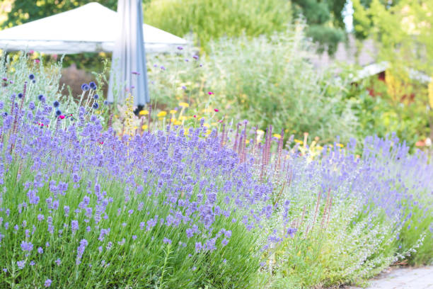 istock Enchanted Lavender garden, flower bed in bloom, soft focus 1411218893