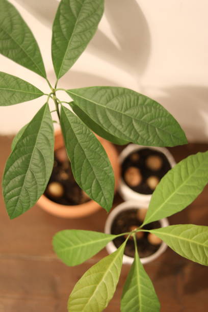 istock Green Leaves of avocado tree view from top 1411219070
