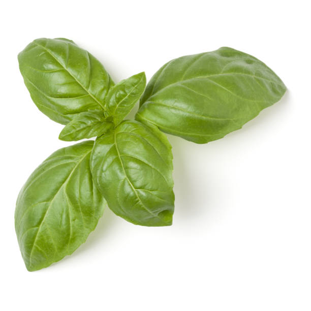 istock top of basil leaves isolated on white background closeup, top view 1411219316