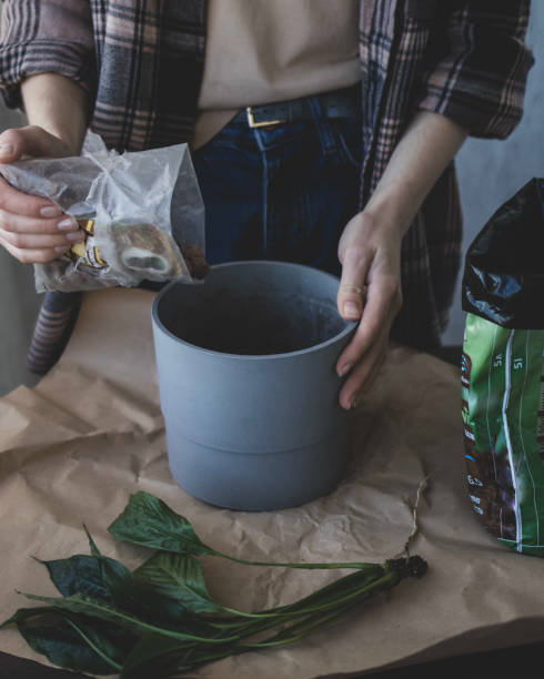 istock A woman is throwing a drainage into pot for preparing planting a young sprout 1411219670