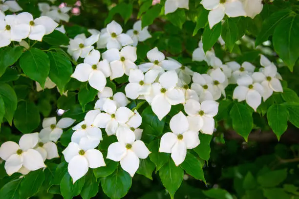 Vector illustration of Kousa Dogwood Tree in bloom-Howard County, Indiana