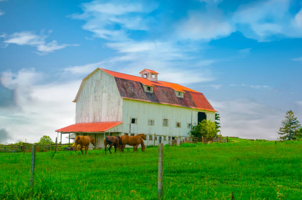 istock Old barn with horses-Central Ohio 1411220471