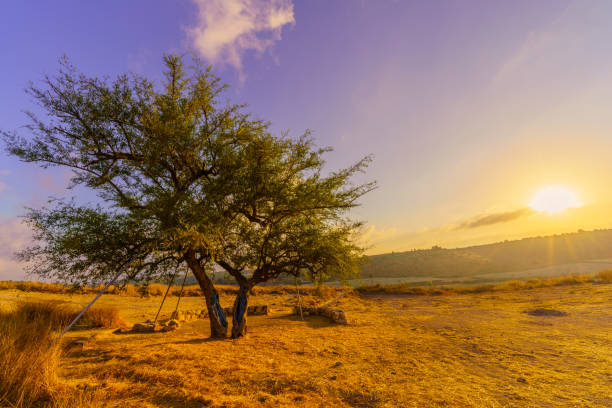Sunrise view of the Lone Ghost Tree, in Tel Lachish National Park, the Shephelah region, south-central Israel