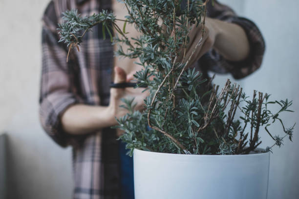 istock Woman is cutting lavender for preparing for winter 1411220680