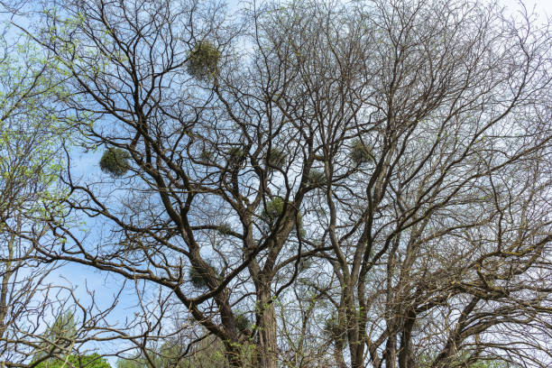 istock parasitic plants mistletoes in tree branches at springtime 1411220875