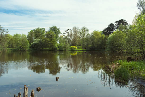 istock solitude in nature with pond and park forest view 1411221034