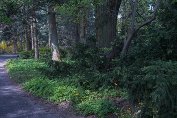 istock mystical forest with old coniferous trees and ground footpath at springtime 1411221235