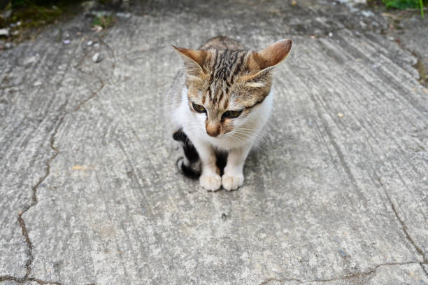 istock Small wild tabby cat outdoor 1411221383