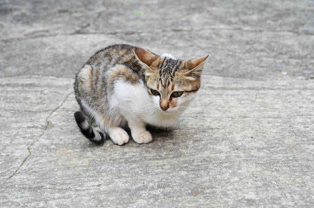istock Small wild tabby cat outdoor 1411221417