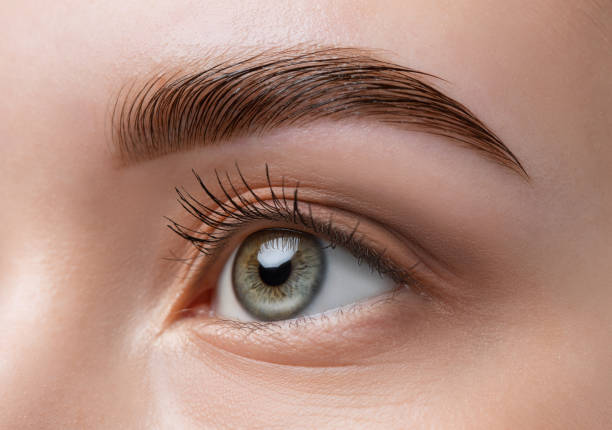The make-up artist does Long-lasting styling of the eyebrows of the eyebrows and will color the eyebrows. Eyebrow lamination. Professional make-up and face care. The make-up artist does Long-lasting styling of the eyebrows of the eyebrows and will color the eyebrows. Eyebrow lamination. Professional make-up and face care. eyebrow stock pictures, royalty-free photos & images