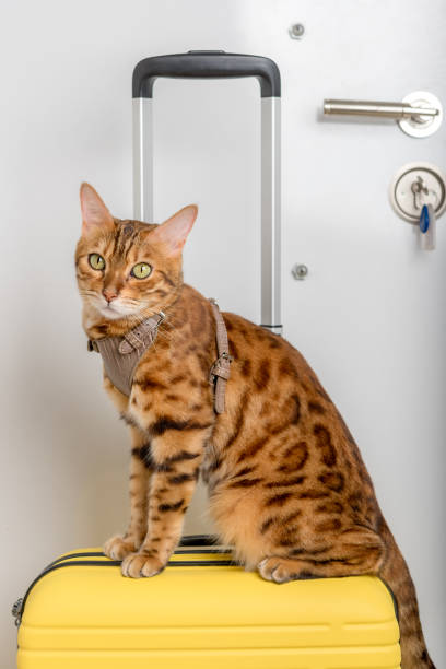 istock Bengal cat in a harness and a yellow suitcase. 1411222724