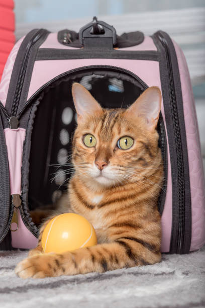 istock Bengal cat with a ball in a soft carrying bag. 1411222786
