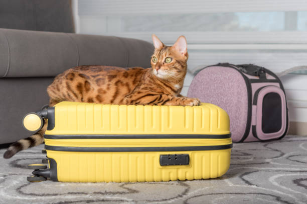 istock Cute bengal cat, suitcase and pet carrier indoors. 1411222812