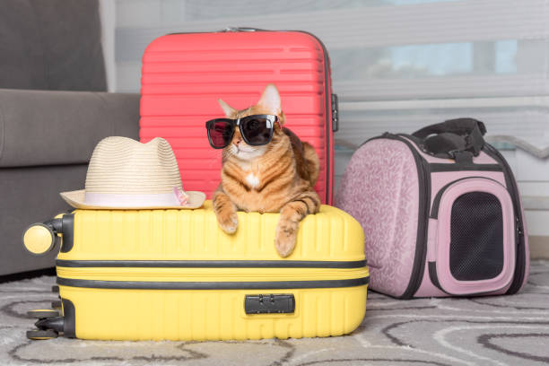 istock Cute bengal cat, suitcase and pet carrier indoors. 1411222882