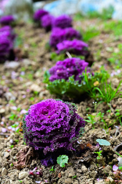istock Kale is a vegetable grown in farmland 1411222932