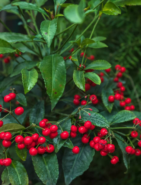 istock Ardisia crenata plant with red bright berries 1411223631