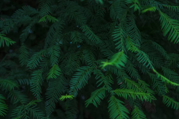 istock close up view of dark Sequoia leaves background 1411223640