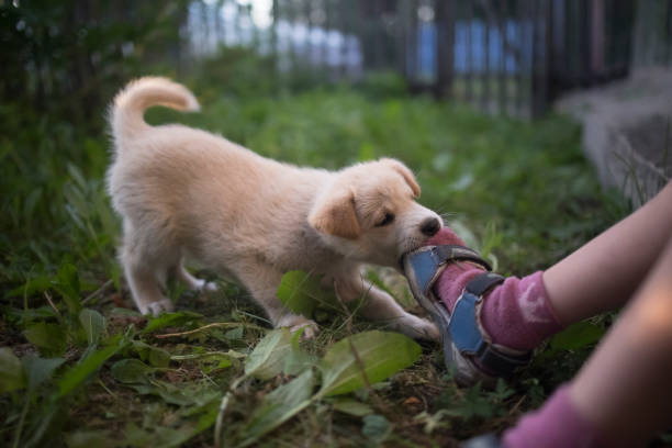 Funny and cute puppy plays and bites the child's leg stock photo