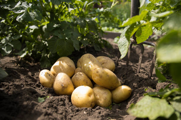 Freshly dug potatoes of a new crop lie on the ground in the sunlight stock photo