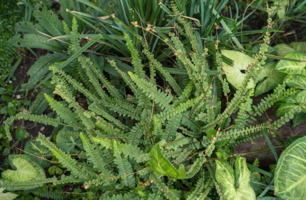istock view from above on asplenium alatum leaves growing with other tropical plants 1411224009