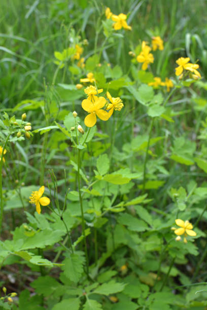 istock Flowering Chelidonium majus 1411224486
