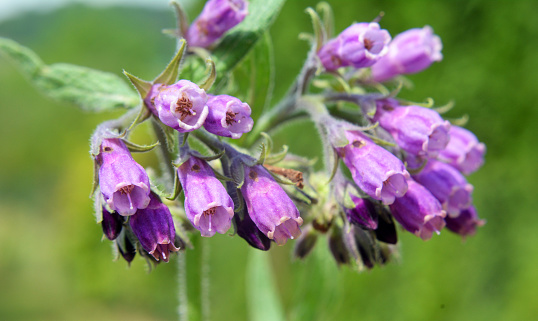 In the meadow, among wild herbs the comfrey (Symphytum officinale) is blooming