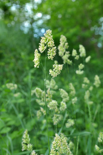 istock Flowering fodder grass Dactylis glomerata 1411225218