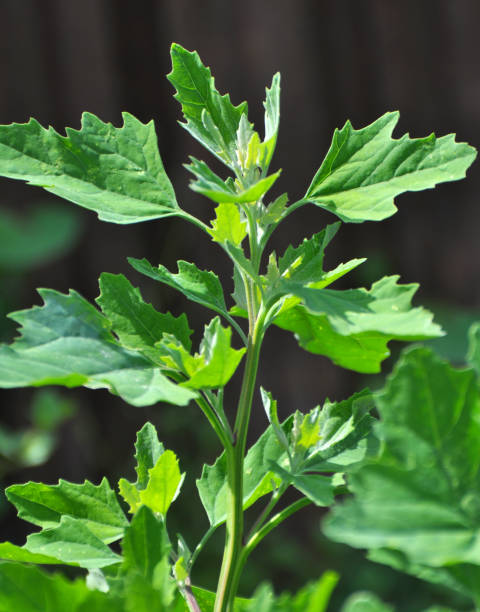 istock In nature, the grows fat hen (Chenopodium album) 1411225248