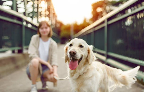 Portrait of teenage girl petting golden retriever outside in sunset A Portrait of teenage girl petting golden retriever outside in sunset XVI stock pictures, royalty-free photos & images