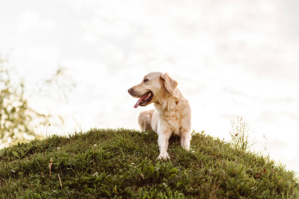 portrait d’un joli golden retriever à l’extérieur au coucher du soleil - afghan dog photos et images de collection