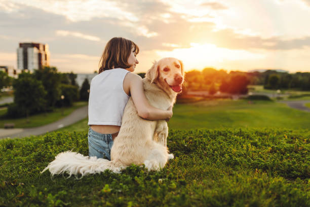 Portrait of teenage girl petting golden retriever outside in sunset view from back A Portrait of teenage girl petting golden retriever outside in sunset view from back XVI stock pictures, royalty-free photos & images