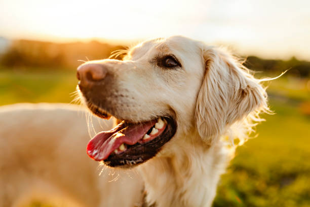 portrait d’un joli golden retriever à l’extérieur au coucher du soleil - afghan dog photos et images de collection