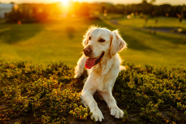 portrait d’un joli golden retriever à l’extérieur au coucher du soleil - afghan dog photos et images de collection