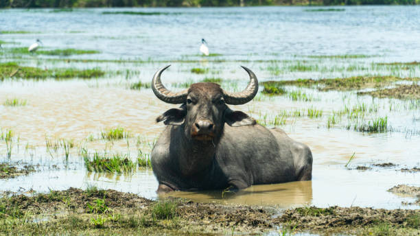 istock Buffalo in the National Park. Sri Lanka. 1411225949