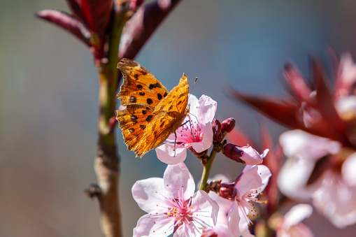 Butterfly on sakura tree