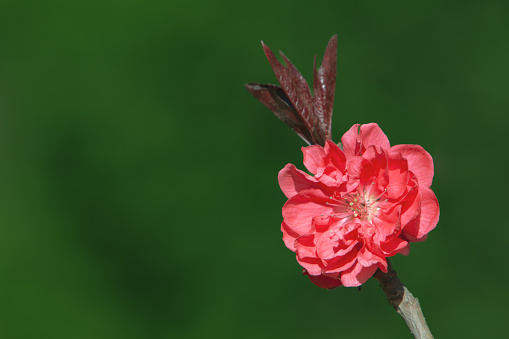 A white and pink rose in bloom on its stem