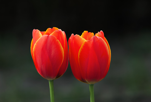 blooming tulips