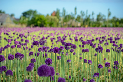 Group of purple allium flowers seen from a low point of view against a blue sky with some cloud shapes. Static shot.