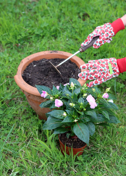 istock Transplanting potted flower 1411227608