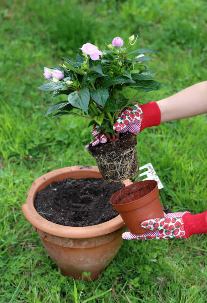 istock Transplanting potted flower 1411227736