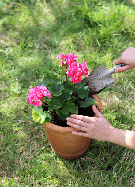 istock Woman holds flowering plant 1411227744