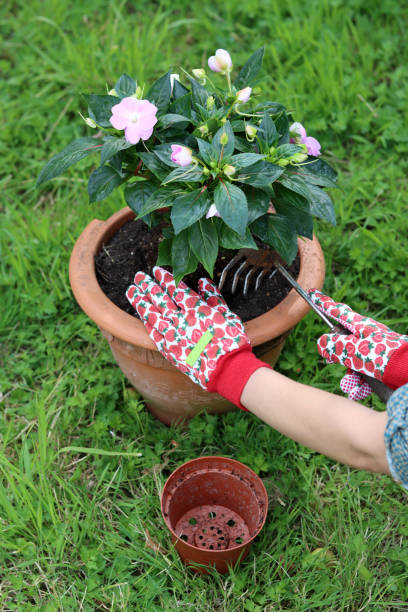 istock Transplanting potted flower 1411227762