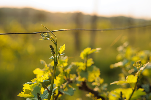 macro view of little grapes stalks and vines growing during spring season, blurred vineyard on the background, scene being illuminated by the sunlight