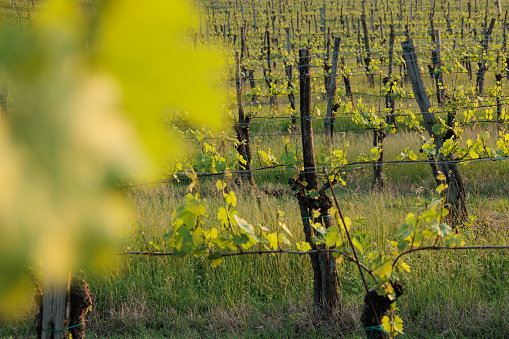 close up composition showing a growing vineyard in spring as seen from behind a green leaf to increase the focus on the background