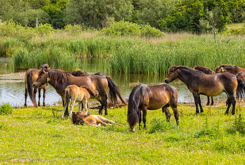 Herd of semi-feral Exmoor Pony horses at Danish Baltic Sea island of Langeland